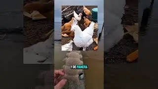 Paginas de Ciencia Usando Videos IA
