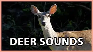Deer Sounds - White-tailed Deer Noises