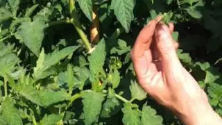 Como podar una tomatera