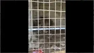 The World's Worst Zoo