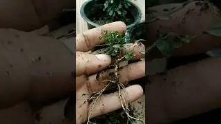 table kamini propagation from cutting #propagation #shorts