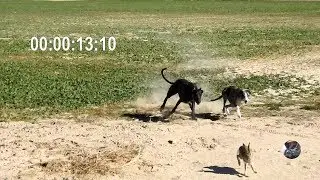 Semana 5 de temporada / Greyhound VS Hare