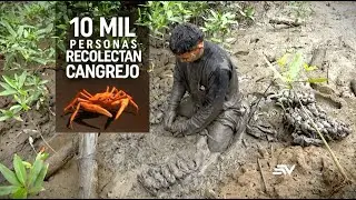 La importancia de los manglares en Ecuador
