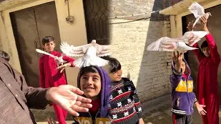 Baby Pigeons Are Flying🤩