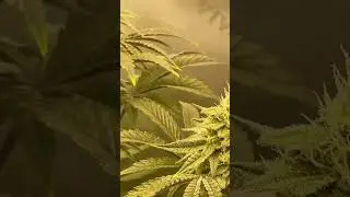 Day 35 Week 6 Flower | Ethos Genetics #shorts