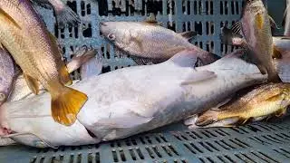 বিশাল চরগোদা মাছ পেলাম বড়শিতে । Sundarban fishing🎣 @Tradi-food Sundarban