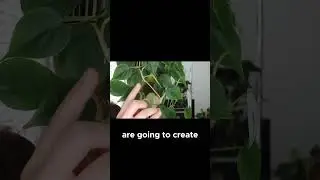 How to Identify Nodes for Successful Plant Propagation