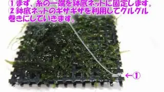 ウィローモスマットの自作方法と経過観察　（How to make waterweed mat）