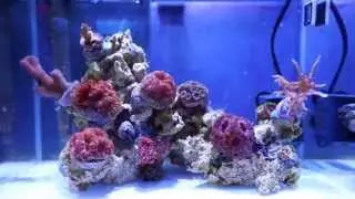 3 gallon pico 1/12/2015
