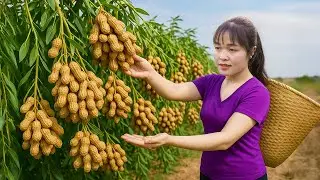 Rural Life Harvesting Peanuts Sell Sweet Fresh Peanuts at the Village Market Thuy Nga Farm Life