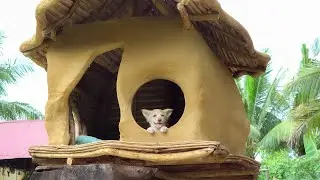 [update] Build A Forever Mud-House For My Rescued Dog