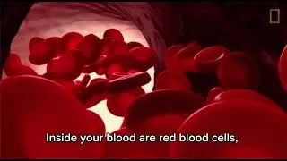 Hemoglobin 