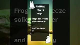 Frogs: nature&rsquo;s undead ice wizards 🧊🐸#FrogFacts #WeirdNature #Shorts #FYP #scrollstopper