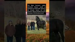 Gentle Giant Horse