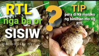 TIP at GABAY sa pagbili ng QUAIL RTL. naloko kana ba ng binilhan mo ng RTL?/ Quail farming/pugo