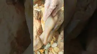 Giant Pearl Scallops vs. Freshwater Snails: Which Makes More Pearls?