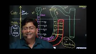 counter  current mechanism by md sir human excratery system
