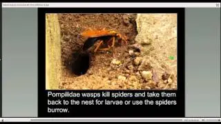 Social Insects: an Overview