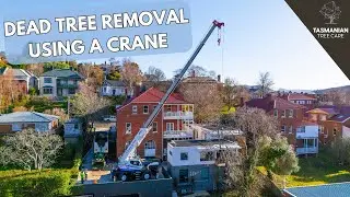 DEAD TREE REMOVAL USING A CRANE
