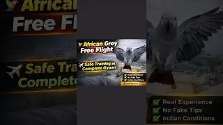 African Grey Parrot Free Flight Training &ndash; पूरी जानकारी
