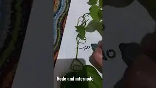node and internode
