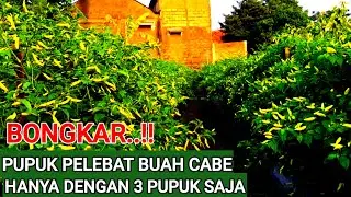 BONGKAR!! PUPUK PELEBAT BUAH CABE  ,METODE KOCOR SPRAY