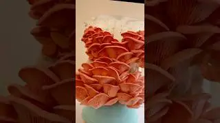 Pink Oyster Mushrooms Growing Fast at Home #HealthyFood #HomeGrowing #mushroom