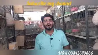 adil bhai @rainbow budgies world visit my setup and discuss about my quality birds collection..