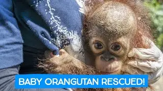 СПАСЕНИЕ ДЕТЕНЫША ОРАНГУТАНА!