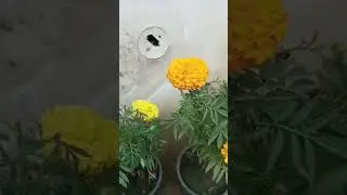 man ke jeete jeet hai #funny #comedy #cartoonvideo #cartoon
