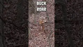 Vocal Whitetail Buck Grunts! #hunting #deerhunting #huntingseason