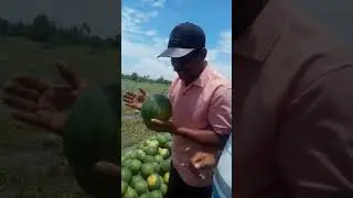 Pak Brewok ahli semangka dari Sumenep Madura.