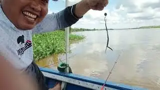 mencari spot mancing udang galah di sungai kapuas Rasau jaya Kabupaten Kubu raya kalimantan Barat