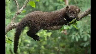 Тайра животное