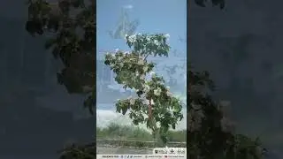 😯👉 ESTE &Aacute;RBOL ABUNDA 🌳🌳🌳 EN EL NORESTE MEXICANO 🇲🇽 | Anacahuita (Cordia boissieri)