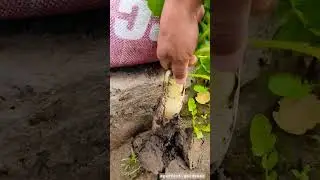 harvesting radish /मूली #muli #radish #harvesting #winter #harvest  #short  #reel