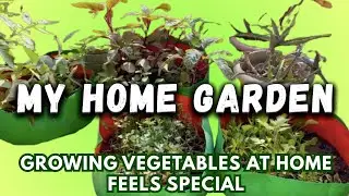 My Home Garden 🏡🌿 | Growing Vegetables at Home Feels special | @ExploringWithSubhasish