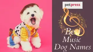 Best & Unique Dog Names Inspired By Music