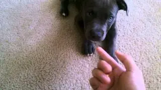 Pitbull puppy training - Part 1 How to sit and lay