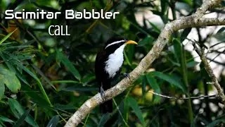Indian Scimitar Babbler Bird-Alarm call of Indian scimitar babbler
