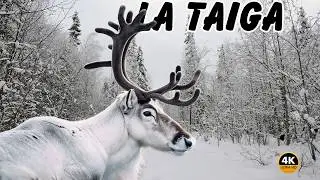 LA TAIGA: Habitantes SALVAJES  De Un Bosque Helado Donde La Vida RESISTE Al Lim&iacute;te | Documental 1