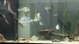 Geophagus sveni WC and company (09/02/2023)