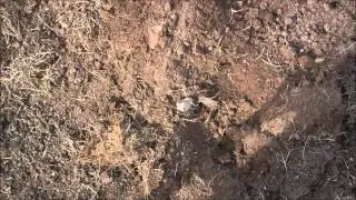Detecting Dorset with ChideockLeigh Last Hunt with Cscope CS990XD