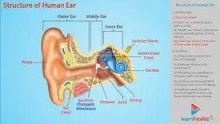 Structure of Human Ear | Sound Class 9 Science
