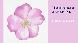 Цифровая акварель. TimeLapse видео процесса рисования цветка в Procreate.