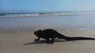 Discovering Wildlife, Galapagos Islands, Intrepid Travel from Aaron P. 🦎