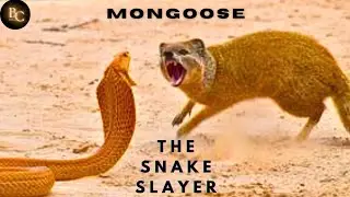 Mongoose Mayhem | The Tiny Terror That Takes Down Snakes