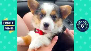 TRY NOT TO LAUGH - Funny Cute Puppy Videos