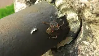 Red-legged Shieldbug (?) walking on a rail