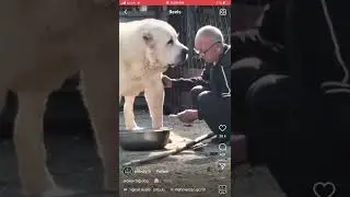The giant viral dog ever seen .Giant alabai